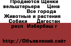 Продаются Щенки вельштерьера  › Цена ­ 27 000 - Все города Животные и растения » Собаки   . Дагестан респ.,Избербаш г.